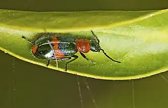 Dicranolaius bellulus