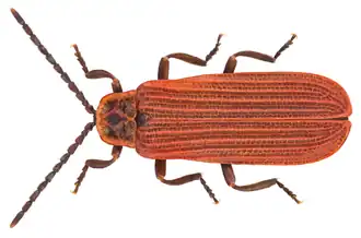 Краснокрыл утренний (Dictyoptera aurora (Herbst, 1784))