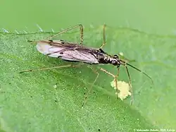 Dicyphus epilobii