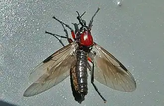 Dilophus nigrostigma, самка