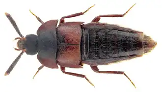Dinarda maerkelii