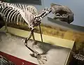 Скелет D. felina из Филдовского музея естественной истории