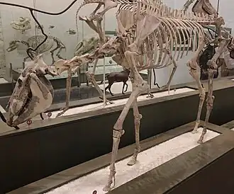 Голотип Dinohippus leidyanus (AMNH 17224)