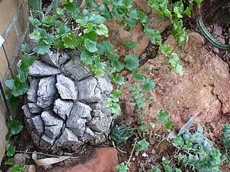 Dioscorea elephantipes