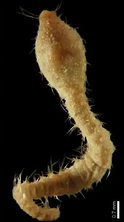 Diplocirrus incognitus, Flabelligeridae