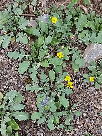 Двурядка стенная