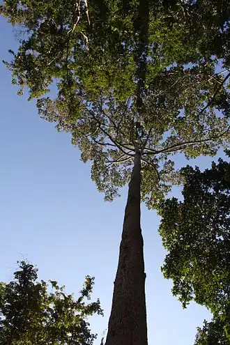 Dipterocarpus alatus