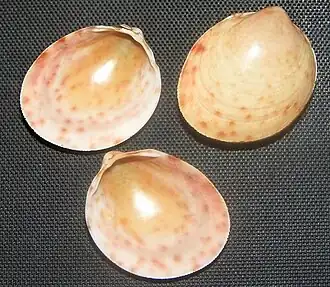 Раковины Discors multipunctatum