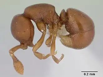 Discothyrea denticulata