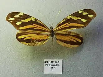 Самка Dismorphia praxinoe