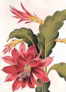 Disocactus ackermannii