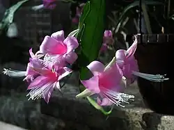 Disocactus nelsonii