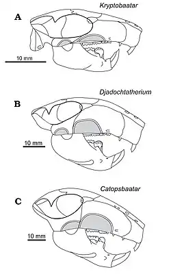 Сравнение черепов: A — Kryptobaatar, B — Djadochtatherium и C — Catopsbaatar