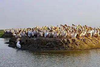 Пеликаны на острове в парке Джудж