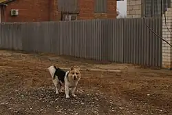 Собака в Бурунах