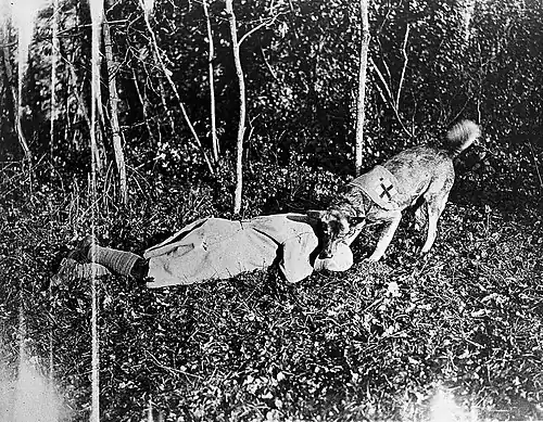 Собака милосердия вытаскивает раненного во время 1 мировой войны