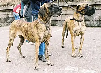 Немецкий дог