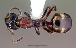 Муравей Dolichoderus sibiricus