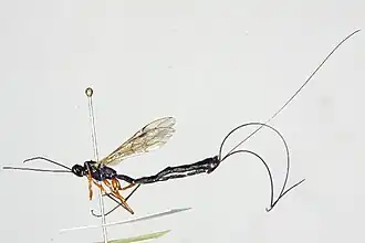 Эфиальт-император