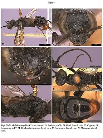 Самка осы Dolichurus gilberti