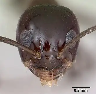 Муравей Dorymyrmex bituber