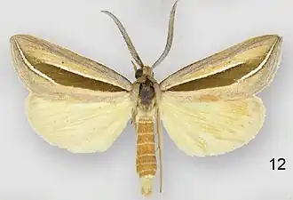 Doryodes latistriga