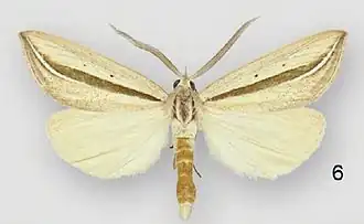 Doryodes spadaria