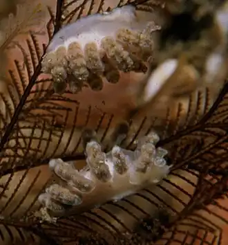 Doto cf. pinnatifida