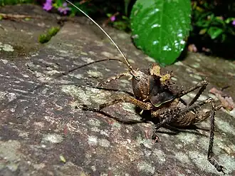 Личинка кузнечика Lesina karnyi