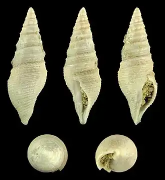 Раковина Drilliola turrella