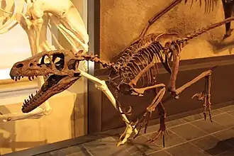 Реконструкция скелетаDromaeosaurus albertensis