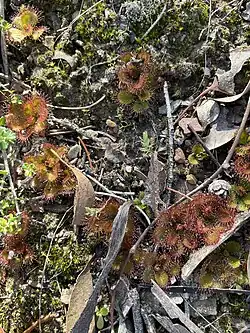 Росянка D. aberrans