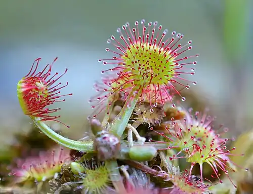 Drosera rotundifolia