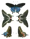 Battus philenor и Papilio polyxenes