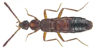 Drusilla canaliculata