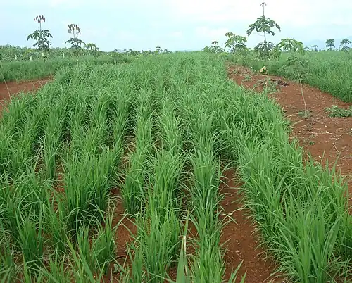 Сухая культивация риса