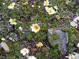 Дриада восьмилепестная — типовой вид рода. Группа цветущих растений. Швейцария