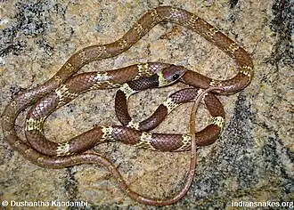 Свадебная змея-нимфа