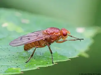 Dryomyza anilis (Fallén, 1820)