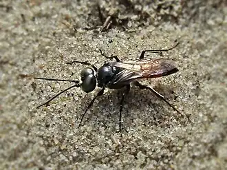 Dryudella stigma, самец