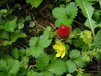 Дюшенея индийская (Duchesnea indica)