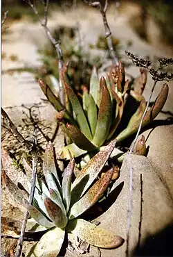 Dudleya virens