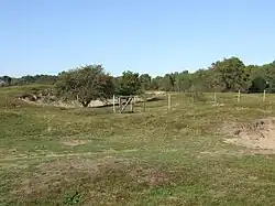 Дюна с соснами Гивельд