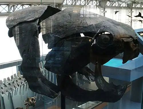 Голова панцирной рыбы Dunkleosteus