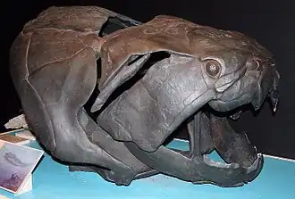 Череп Dunkleosteus