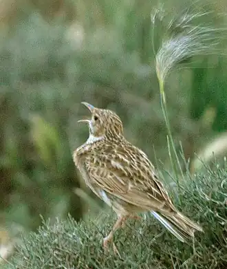 Жаворонок Дюпона9 июня 2019