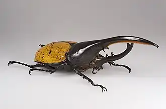 Самец жука-геркулеса (Dynastes hercules lichyi)  Южная Америка
