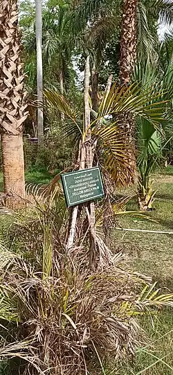 На фото растение небольшой высоты с тонким светлым стволом. К стволу прикреплена тёмно-зелёная табличка с названием