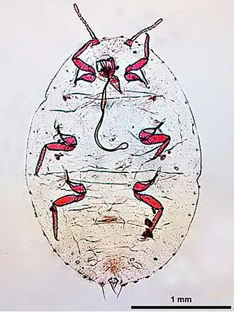 Dysmicoccus brevipes