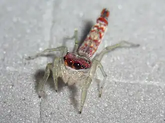 Самка Ceriomura sp.